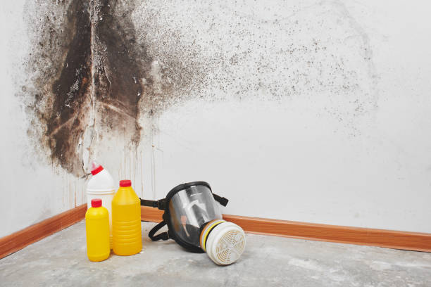 Best Certified Mold Removal  in Walkertown, NC