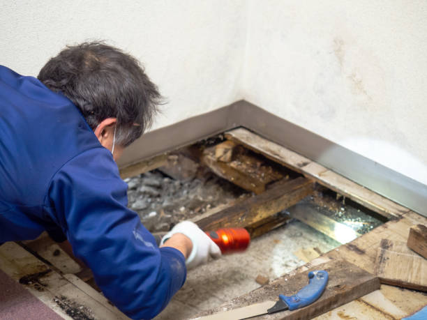Best Crawl Space Mold Removal  in Walkertown, NC