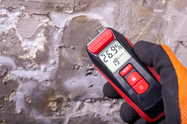 Best Black Mold Removal  in Walkertown, NC