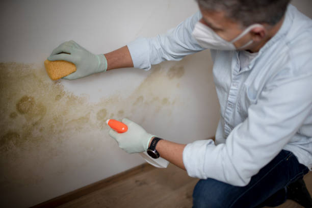 Best Home Mold Removal  in Walkertown, NC