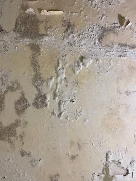 Best Commercial Mold Removal  in Walkertown, NC