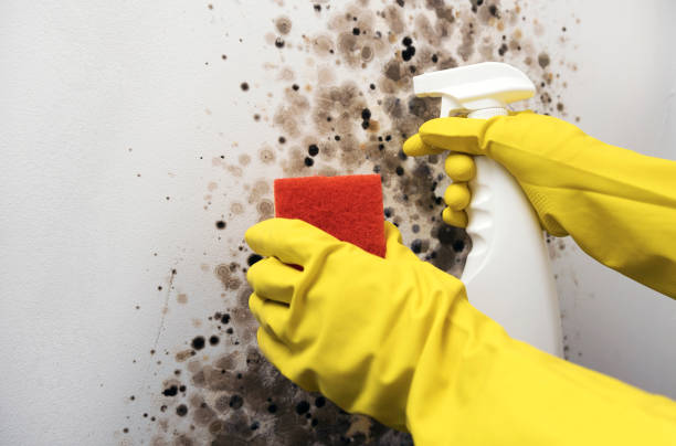 Best Fast Mold Removal  in Walkertown, NC