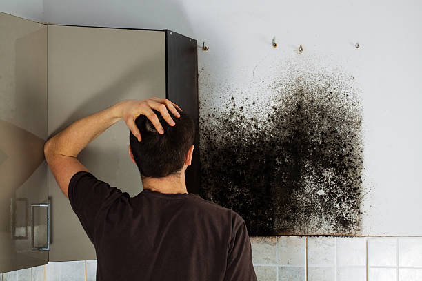 Best Same-Day Mold Removal  in Walkertown, NC